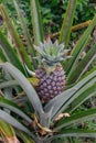 Young pineapple fruit grows on a plantation in Indonesia