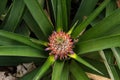 Young pineapple fruit