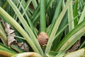 Young pineapple fruit