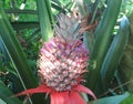 THIS IS YOUNG PINEAPPLE FRUITS