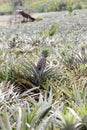 Young Pineapple Royalty Free Stock Photo