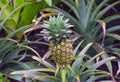 A young pineapple growing Royalty Free Stock Photo