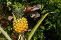 Young pineapple growing