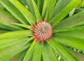 Young pineapple, usually used to tenderize meat dishes Royalty Free Stock Photo