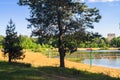 Young pines along the natural forest lake with artifical sandy beach, been adjusted for free public leisure activities. Royalty Free Stock Photo