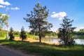 Young pines along the natural forest lake with artifical sandy beach, been adjusted for free public leisure activities. Royalty Free Stock Photo