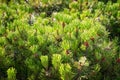 Young pines close up