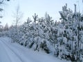 Young pines covered with snow Royalty Free Stock Photo