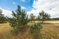 Young Pines in The Loonse and Drunense Duinen National Park Royalty Free Stock Photo