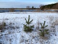 Young pines on the shore of lake Seliger. Russia, Tver region, Ostashkovsky district Royalty Free Stock Photo