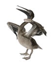 Young pink-backed pelican, 2 months old Royalty Free Stock Photo