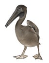 Young pink-backed pelican, 2 months old, standing Royalty Free Stock Photo