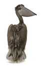 Young pink-backed pelican, 2 months old, standing Royalty Free Stock Photo