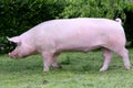 Side view photo of a young domestic pig sow on animal farm summertime Royalty Free Stock Photo