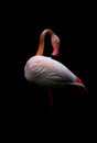 Young pink flamingo bird pruning its feathers Royalty Free Stock Photo