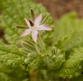 Young pink flower of borage herb turning blue