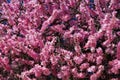 Young pink flowers in early spring season. Natural composition