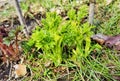 Young pink and green bush dicentra spectabilis, Bleeding Heart flower. Royalty Free Stock Photo