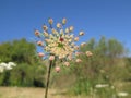 Young pink Hogweed flower