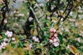 Young pink inflorescences on a branch