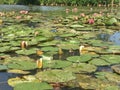 Young pink lake lilies look unusually gentle in the water Royalty Free Stock Photo