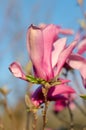 Young magnolia. Magnolia flower on magnolia Tree. Magnolia tree garden, beauty pink flower