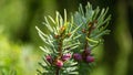 Young pink males pine cones on Picea omorika branch. Beautiful spruce with shot green needles. Sunny day in spring garden Royalty Free Stock Photo