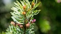 Young pink males pine cones on Picea omorika branch. Beautiful spruce with shot green needles. Sunny day in spring garden Royalty Free Stock Photo