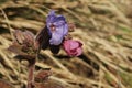 Young pink and older blue purple flower of common lungwort herb plant Pulmonaria officinalis. Royalty Free Stock Photo