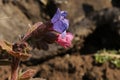 Young pink and older blue purple flower of common lungwort herb plant Pulmonaria officinalis. Royalty Free Stock Photo