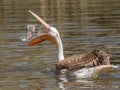 Young pink pelican playing Royalty Free Stock Photo