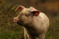 Young pink pig portrait Royalty Free Stock Photo