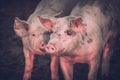 Young pink pigs in the farm. Animal protection concept