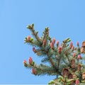 Young pink pine cone
