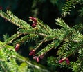 Young pink pine cones on Picea omorika or Serbian spruce branch. Beautiful spruce with short green needles.