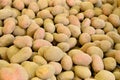 Young pink potatoes lies in store