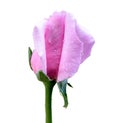 Young pink rose for Valentine Day, Isolated on white background