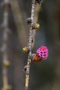 Young pink to purple cone and green buds of needle fascicles of hybrid coniferous tree Dunkeld Larch Royalty Free Stock Photo