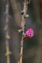 Young pink to purple cone and green buds of needle fascicles of hybrid coniferous tree Dunkeld Larch Royalty Free Stock Photo