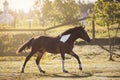 Young pinto gelding horse galloping alongside fence in paddock on church background Royalty Free Stock Photo