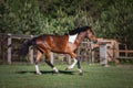 Young pinto gelding horse galloping in green field on forest background Royalty Free Stock Photo