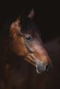 Young pinto gelding horse isolated on dark black background Royalty Free Stock Photo