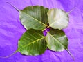 Young pipal green leaves natural. Colorful background