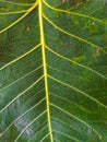 Young pipal green leaves natural. Colorful background