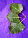 Young pipal green leaves natural. Colorful background