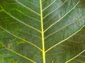 Young pipal green leaves natural. Colorful background