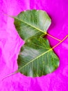 Young pipal green leaves natural. Colorful background