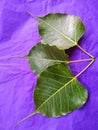 Young pipal green leaves natural. Colorful background