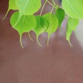 Young pipal leaves. Green leaf background. Natural spring scene.