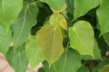 Young pipal leaves. Green leaf Spring scene natural background Royalty Free Stock Photo